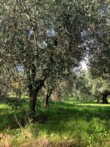 Terreno in località lenze in Vendita