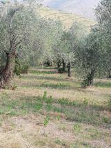 Terreno agricolo piantumato ad uliveto in località in Vendita
